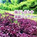 3kg【予約販売限定100 g以上増量】自然の香る赤紫蘇！農薬不使用！朝採り新鮮！入るだけお包みいたします。7月中旬から発送 | 7月後半枝付き赤紫蘇3kg