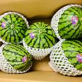 熊本県産 小玉すいか 5玉 箱込み 約7.5Kg Mサイズ以上 特A優品  (001)小玉西瓜  熊本県産 果物 フルーツ ギフト プレゼント用   【バイヤー推奨商品】 | 合計　7.5キロ　5玉入り