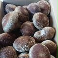 《当日収穫発送》Ｂ品わけあり生椎茸  約1.5㎏！ | 1.5㎏