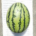 【スイカ2玉約6kg(5.5kg以上)】夏を思いっきり楽しむ!旨みとシャリ感抜群!【品種：ぷちっと】【8月上旬発送開始！】【旬祭限定】 | スイカ2玉約6kg(5.5kg以上)