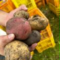 新じゃが！色んなじゃがいも詰めます！！ | 60サイズに詰められるだけ詰めます