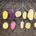 14品種から農薬・化学肥料不使用のジャガイモ食べ比べ2ｋｇセット♪ | 2kg