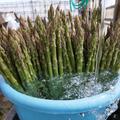 グリーンアスパラ規格外　2kg | 2kg
