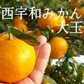 愛媛県西宇和産　特大　温州みかん　3Lサイズ～約5ｋｇ | 約5ｋｇ