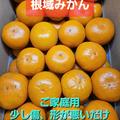 ご家庭用ちょい傷みかん🍊5キロ | ご家庭用5キロ(箱込み)サイズバラ
