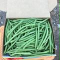 【鹿児島産】甘塩サヤインゲン箱込み700g^_^ | 箱込み700g前後