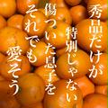 【10kg】それでもあなたは私の息子。 | 箱込10kg