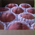 【家庭用】長野県産 “あかつき” 桃 3kg（7〜12玉入り） | 3kg