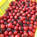 いなかのミニトマト2kg（＊発送先 関東・信越地方) | ミニトマト2kg