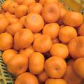 安間農園の三岳みかん🍊【寿大玉】 | ５Kg