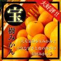5周年限定　宝樹　小玉みかん　5キロ　有田みかん和歌山県　産地直送 | 5kg