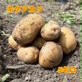 安曇野の大地で育った無農薬新ジャガイモ5キロ | 5キロ