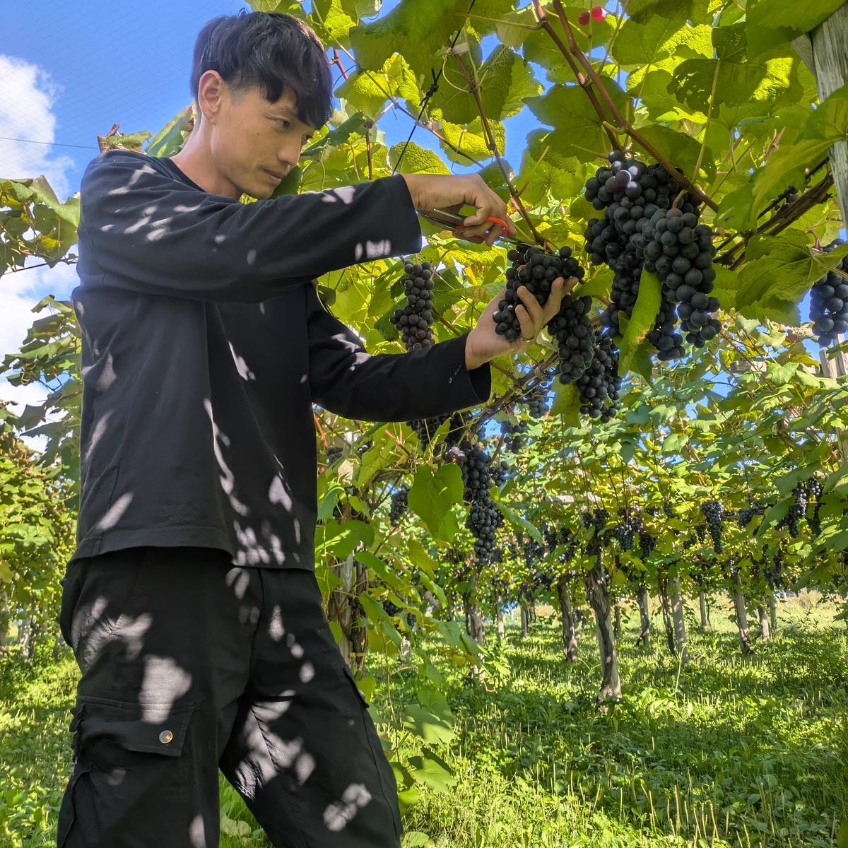 Three Farm（青森県・弘前市）｜生産者詳細｜産直アウル