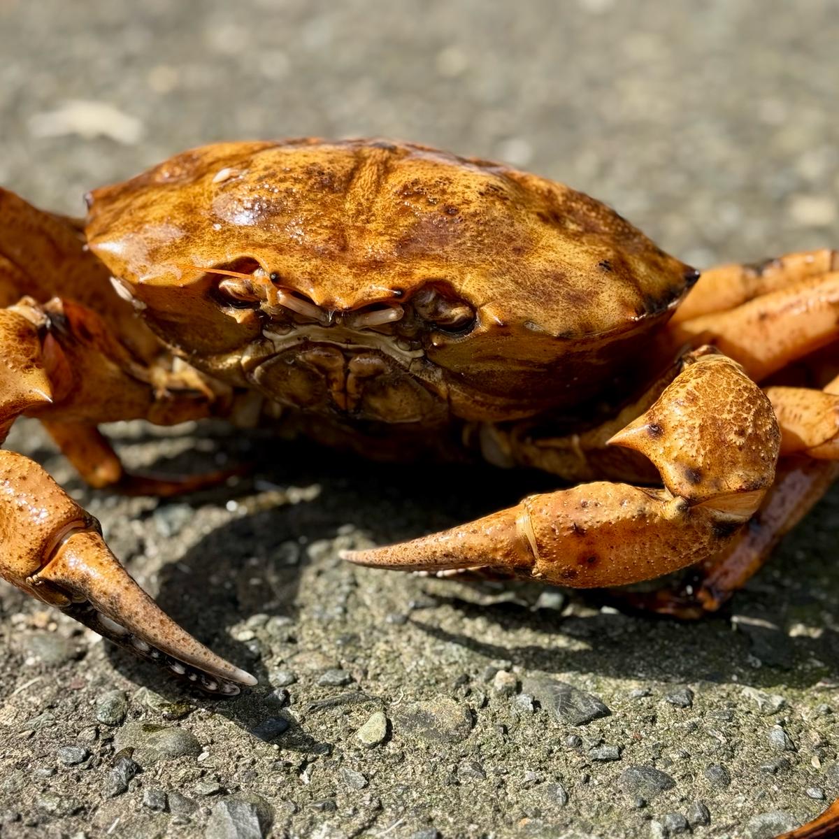 0ca5a9a2200f42dc785e8d0cfc34f3