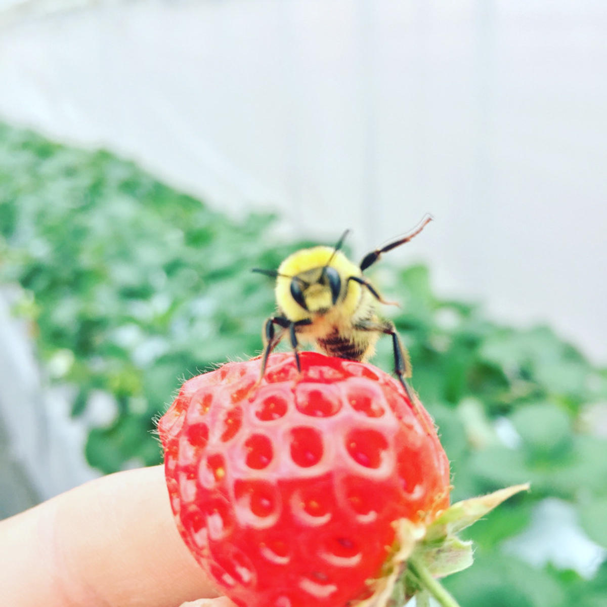苺の花ことばのご紹介 上越市 産直アウル 農家から直接野菜などの食材を購入できる産地直送の宅配通販サイト