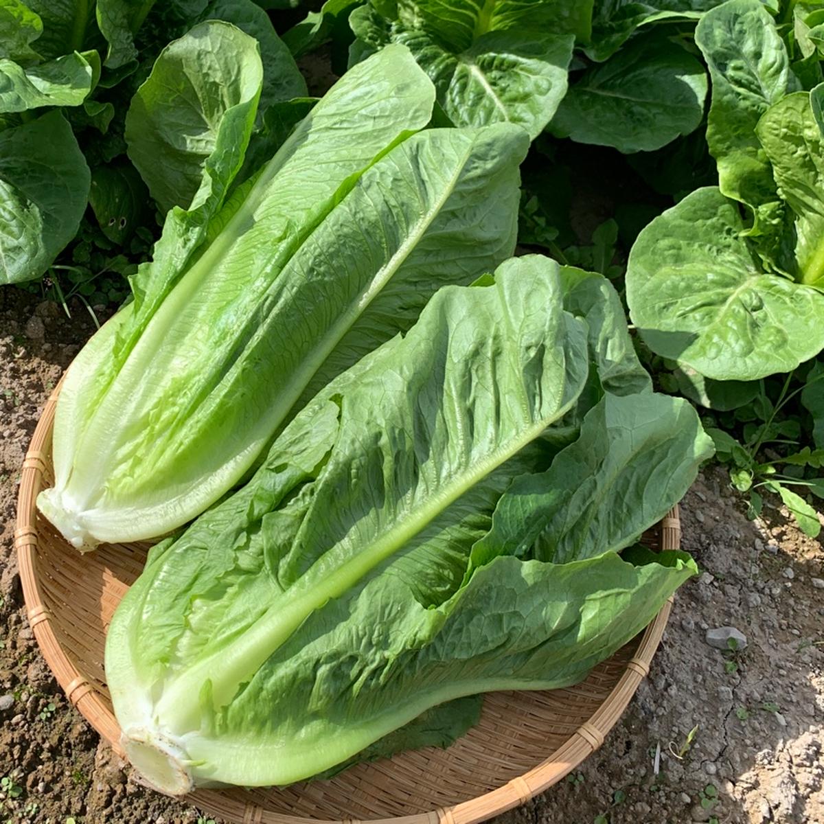スーサン・アグリのご紹介 | 観音寺市 | 産直アウル 農家から直接野菜 