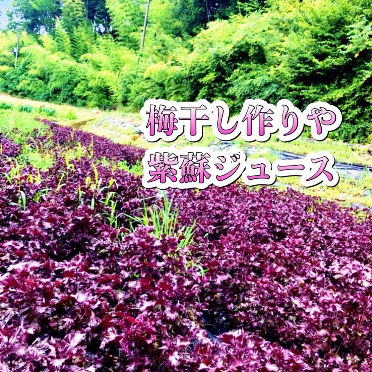 日本農園の最新投稿「赤紫蘇予約販売開始中」｜産地直送の販売・育成