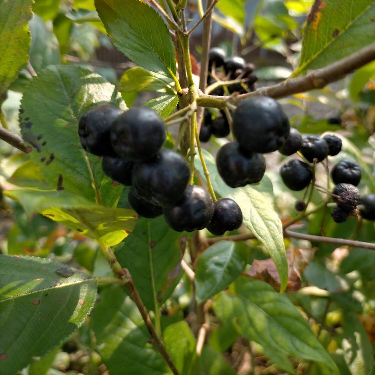 北海道産アロニア冷凍果実 5kg 北海道産アロニア冷凍果実 5kg アロニア冷凍果実5kgの通販 by