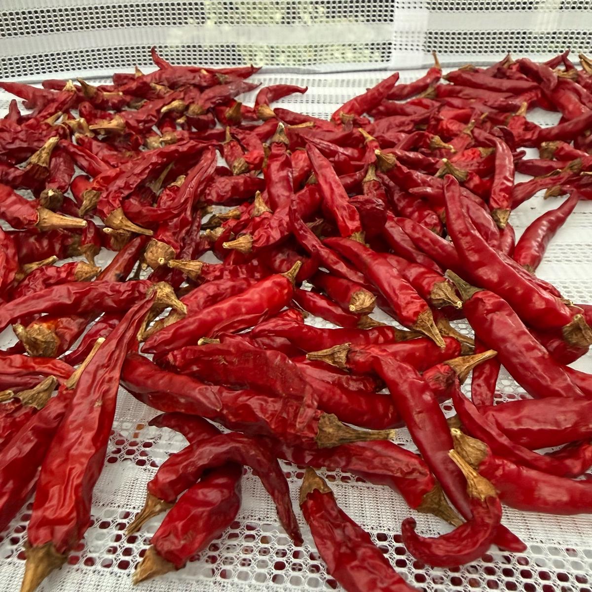 ぽお美's farmの最新投稿「唐辛子がたくさんできています🌶´-」｜産地