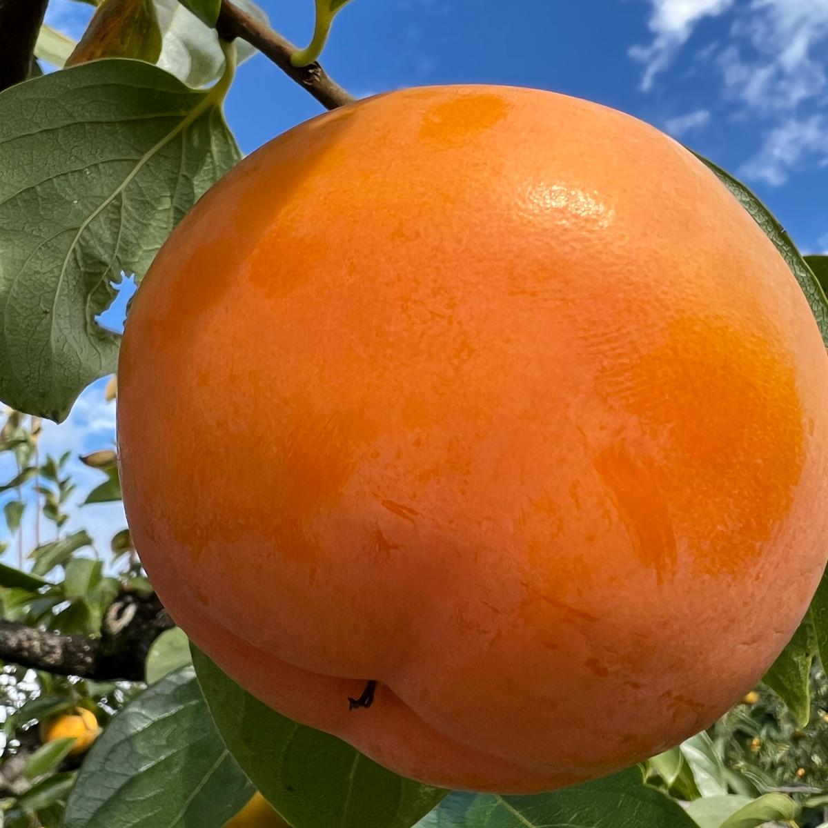 果樹園 壱心さんがコミュニティ向けに「壱心不乱に作っ」投稿しま