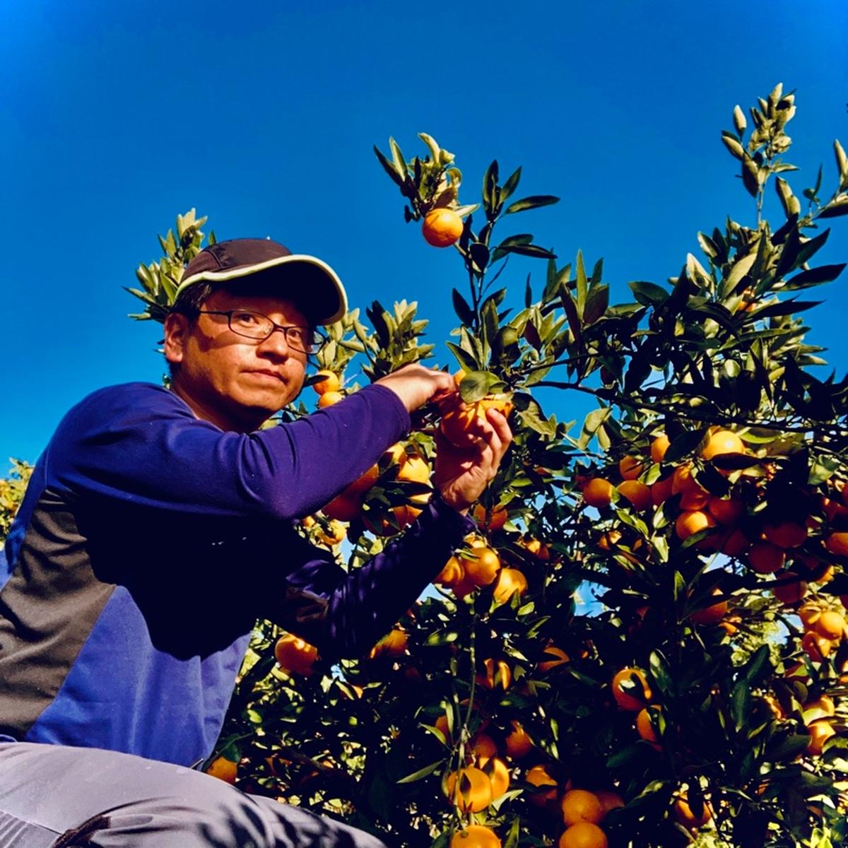 木村農園のご紹介 紀の川市 産直アウル 農家から直接野菜などの食材を購入できる産地直送の宅配通販サイト