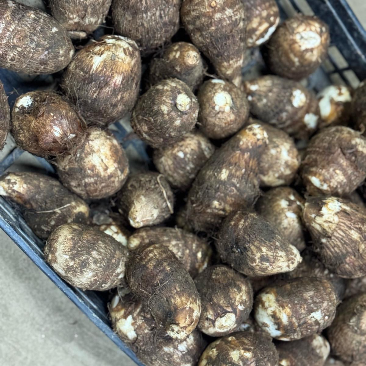 きんときまめのはたけさんがコミュニティ向けに「🌾【里芋販売