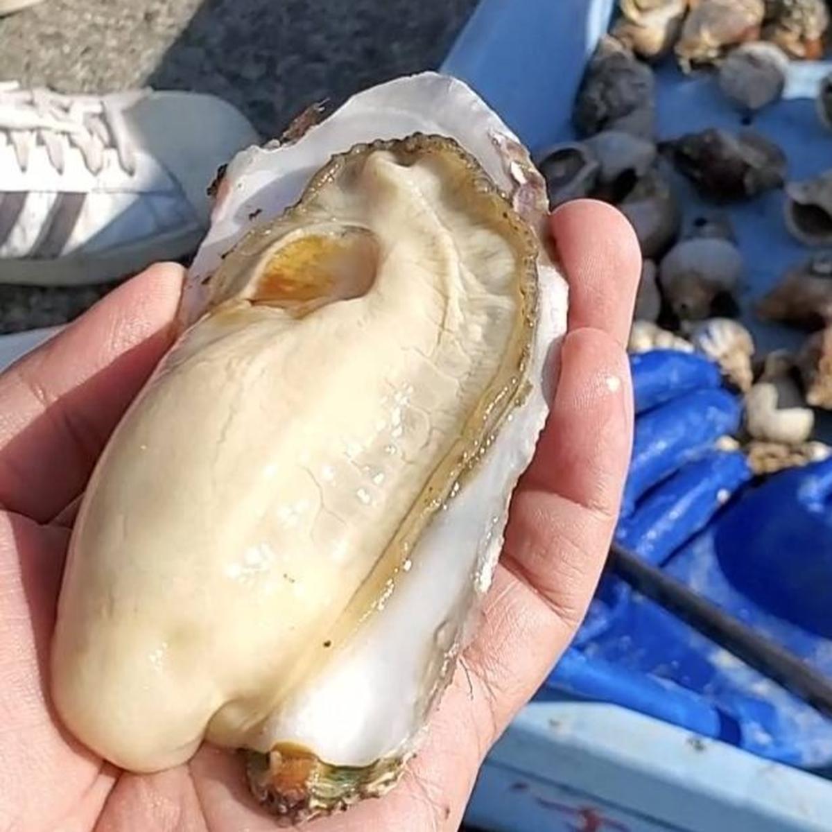 木下水産ページ