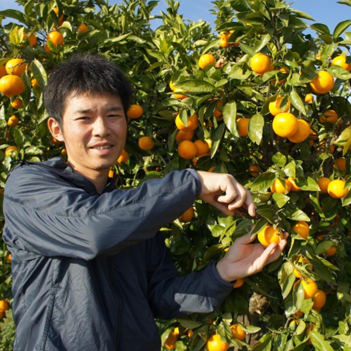 和歌山産自然栽培「南高梅」10Kg 農薬不使用・無肥料 厳つ