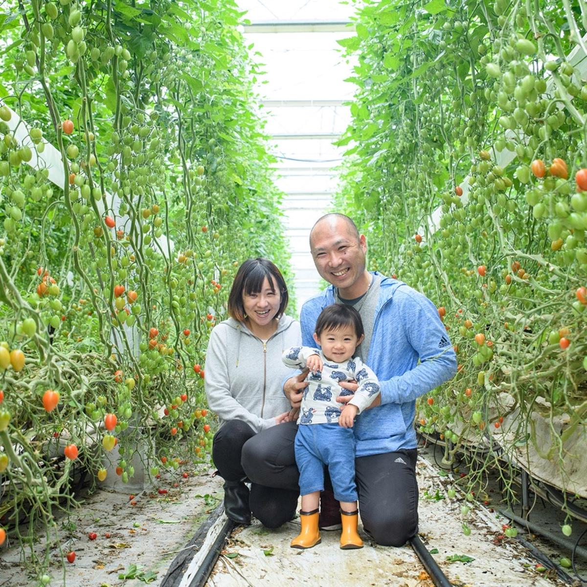 金丸さん家のミニトマトのご紹介 | 門川町 | 産直アウル 農家