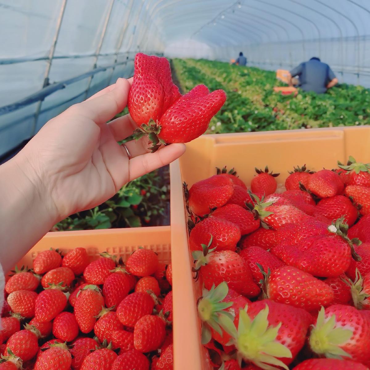 ちほのいちごばたけの最新投稿「とちおとめ大粒あります」｜産地直送の