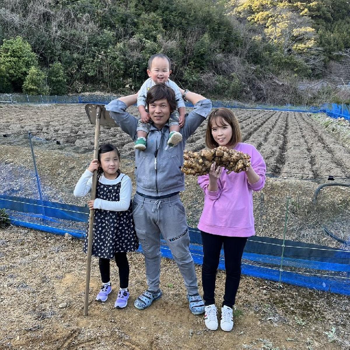 10kg土佐市産土付き囲い生姜 生姜マニアが作る！土佐の大生姜1㎏ 高知県産 土付き 生姜 囲い