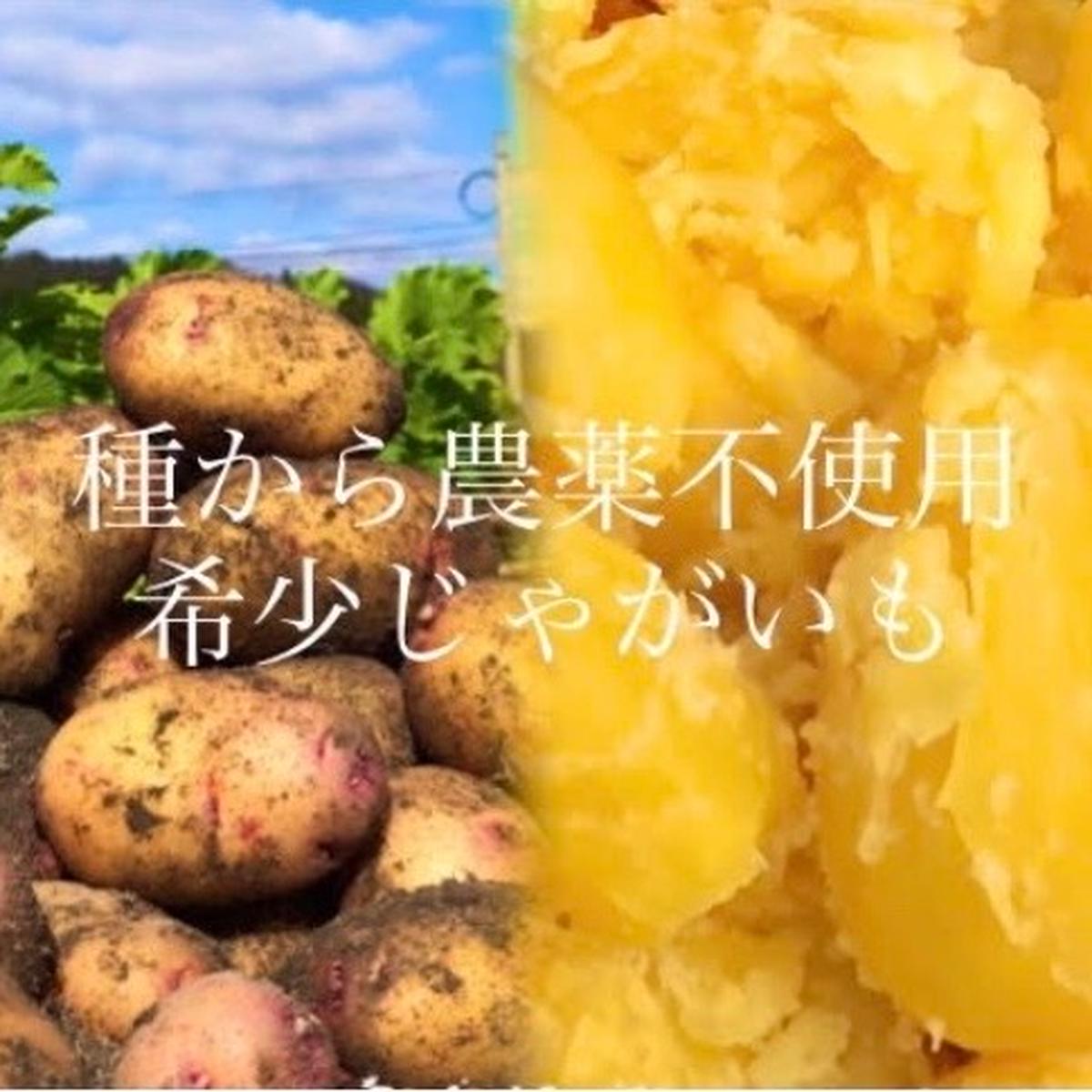 幻の　じゃがいも　ジャガイモ　19 幻のじゃがいもジャガイモ19
