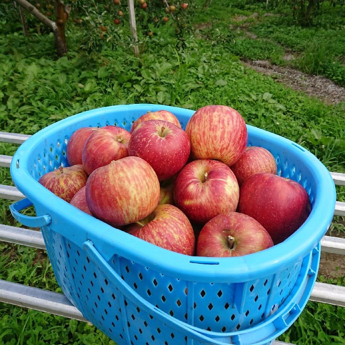 りんご園様専用ページ