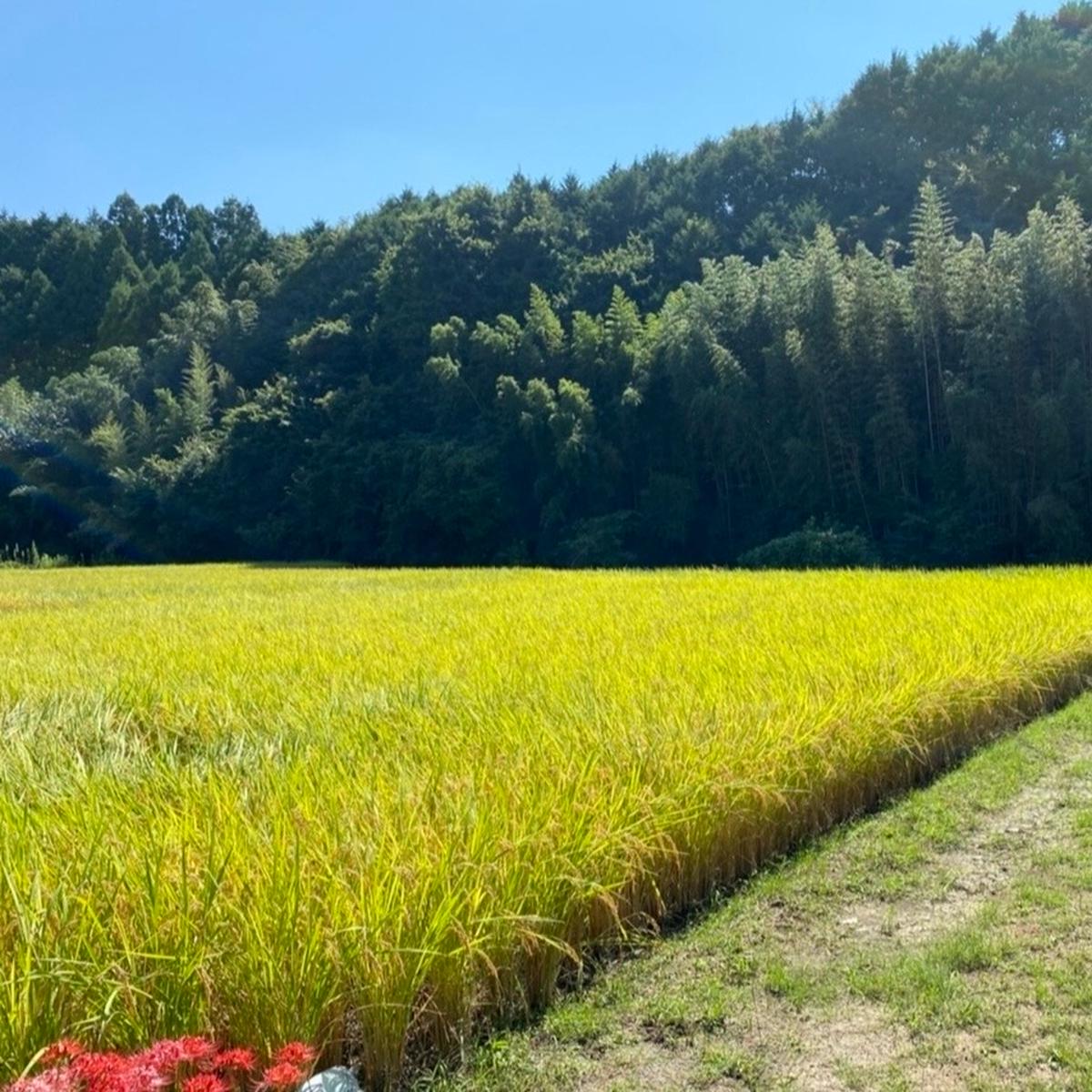 ぽお美's farmの最新投稿「お待たせいたしました！初出品、令和