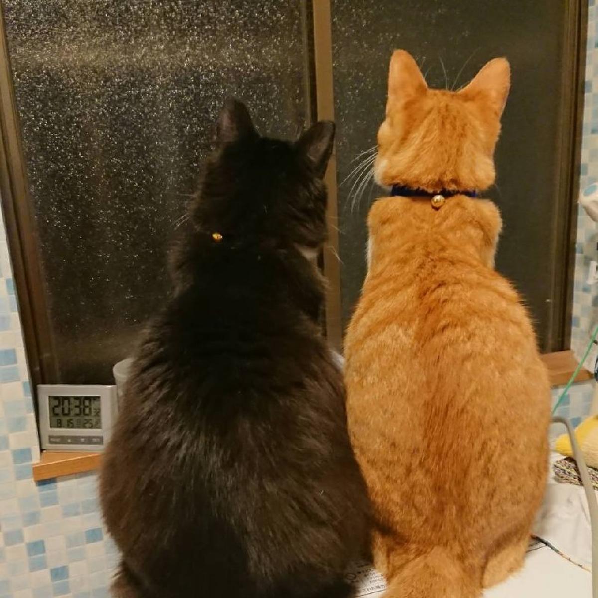 にゃんもこ 小さな自然農園 にゃんモコのご紹介 | 嘉麻市 | 産直アウル 農家から