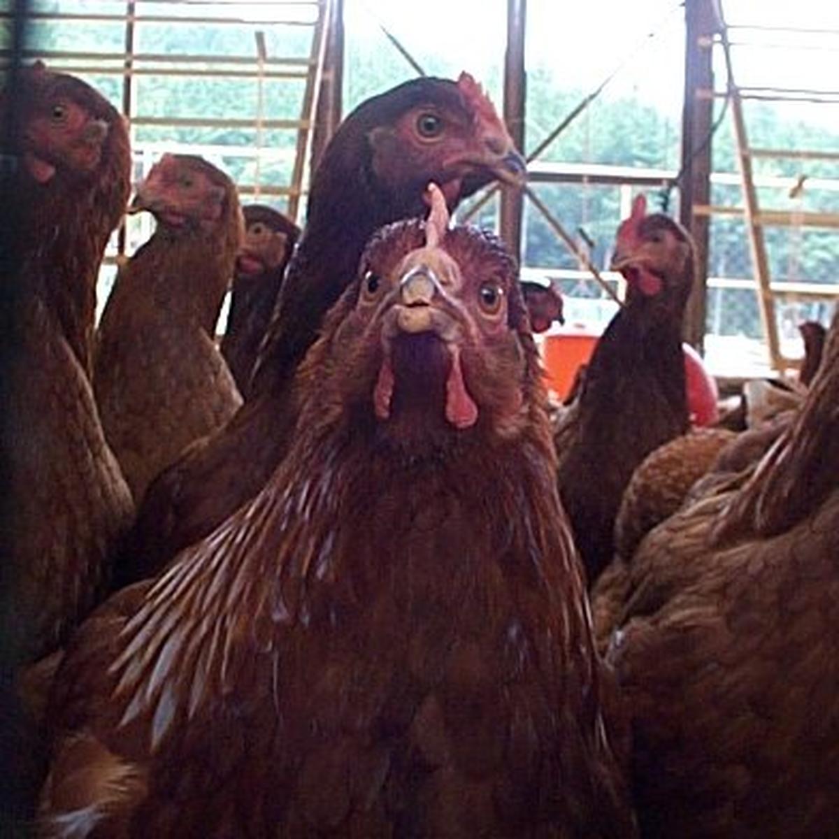 平飼い鶏　tino house様 平飼い養鶏まさとう（広島県・安芸高田市）｜生産者詳細｜産直アウル