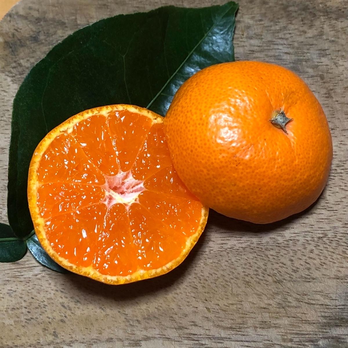 ぽお美's farm ⋈*ページ 176点まとめ売り ぽお美's farm（高知県・香南市）｜生産者詳細｜産直アウル