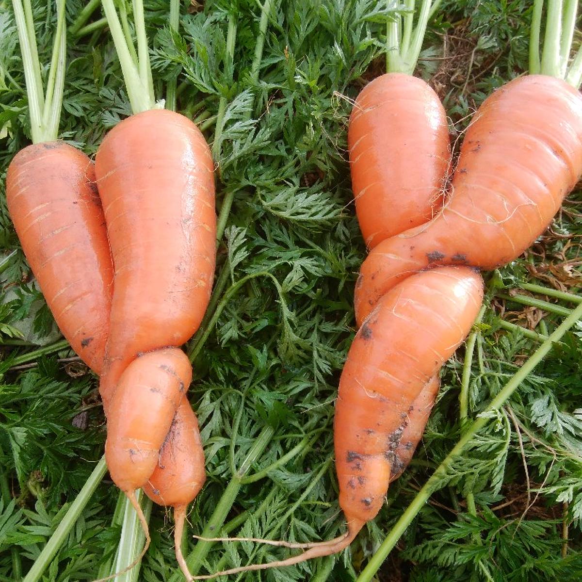 昭作畑のご紹介 奈半利町 産直アウル Owl 農家から直接野菜などの食材を購入できる産地直送の宅配通販サイト