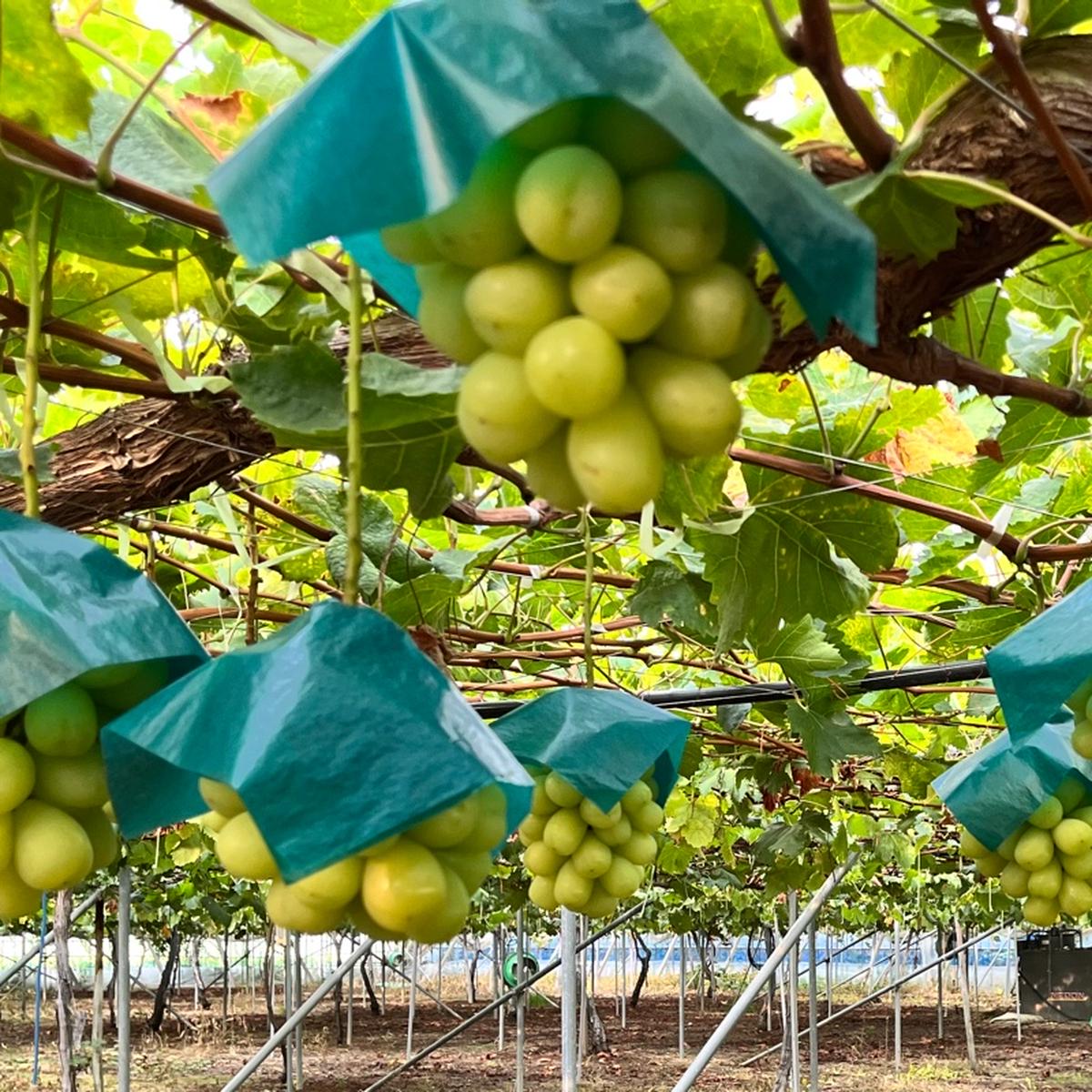 R7年産葡萄蔓3k グレープファーム若宮のご紹介 | 松本市 | 産直アウル 農家から直接