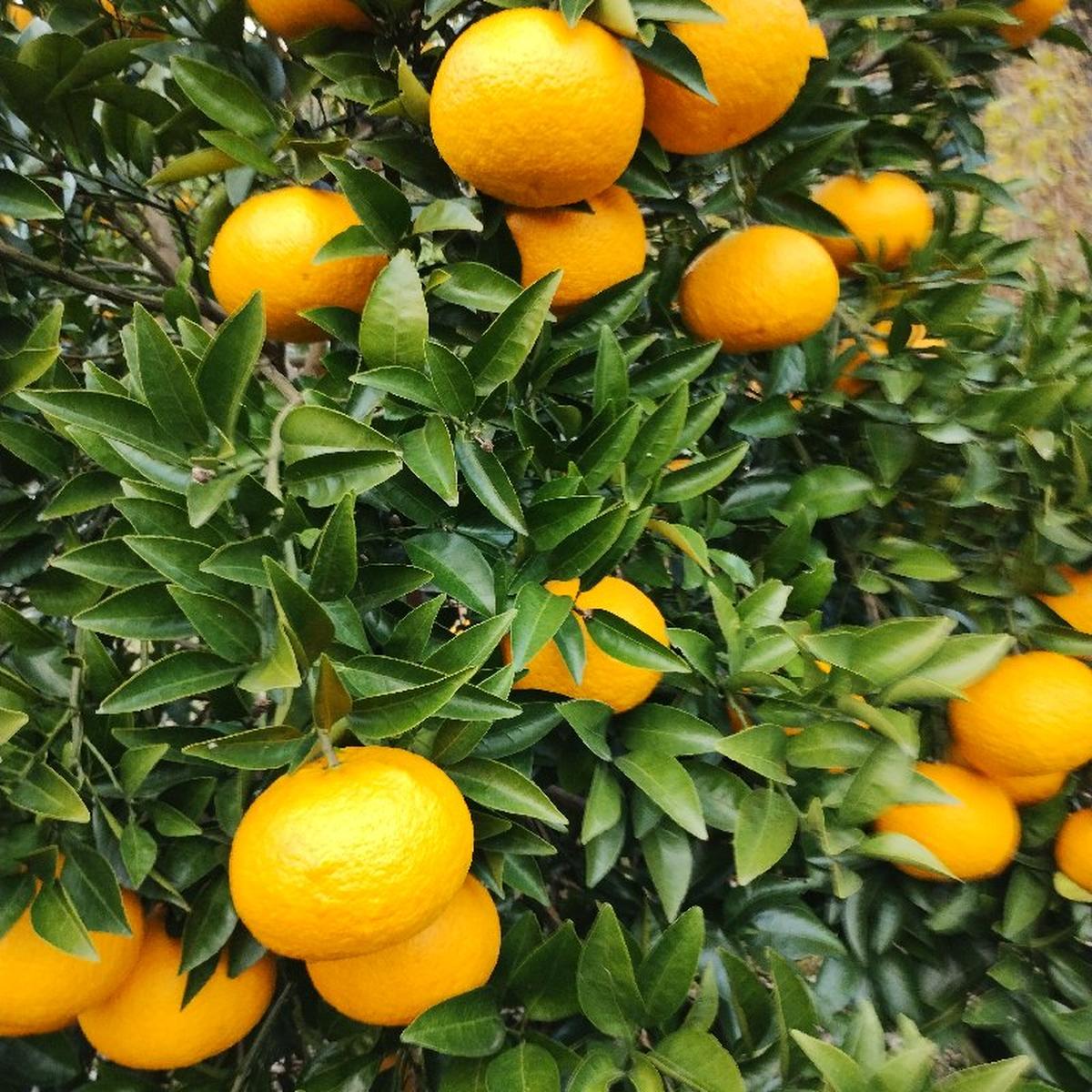 柑橘農園OKIMI（広島県・江田島市）｜生産者詳細｜産直アウル