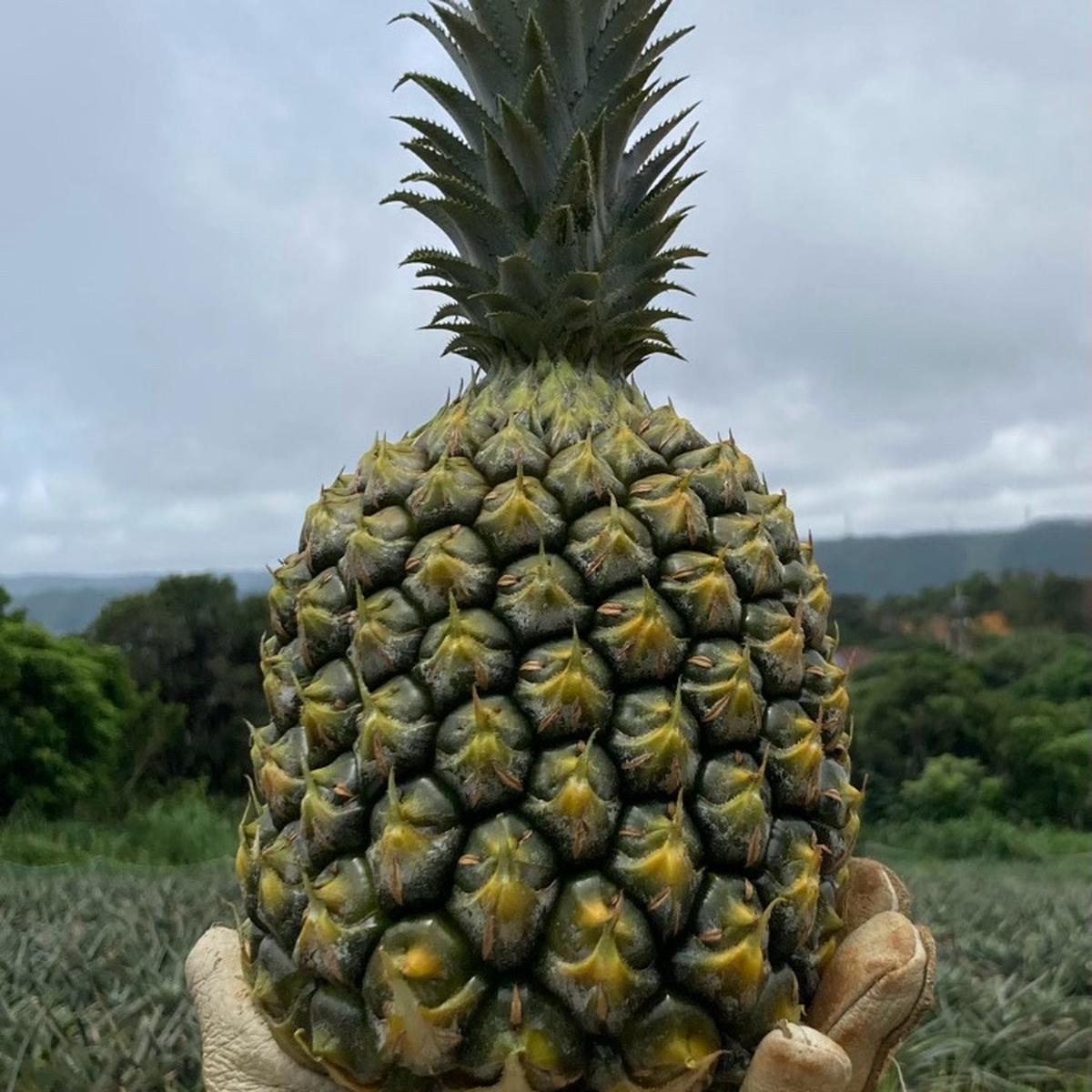 やんばる原畑-yanbaru harabatakeさんがコミュニティ向けに「沖縄