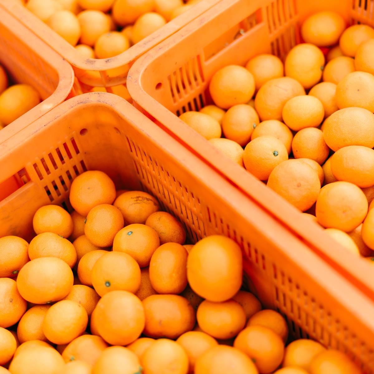 サマーセール期間中。中型台湾カングミ25 中型台湾カングミ サマーセール期間中。中型台湾カングミ25 XEAM 2024