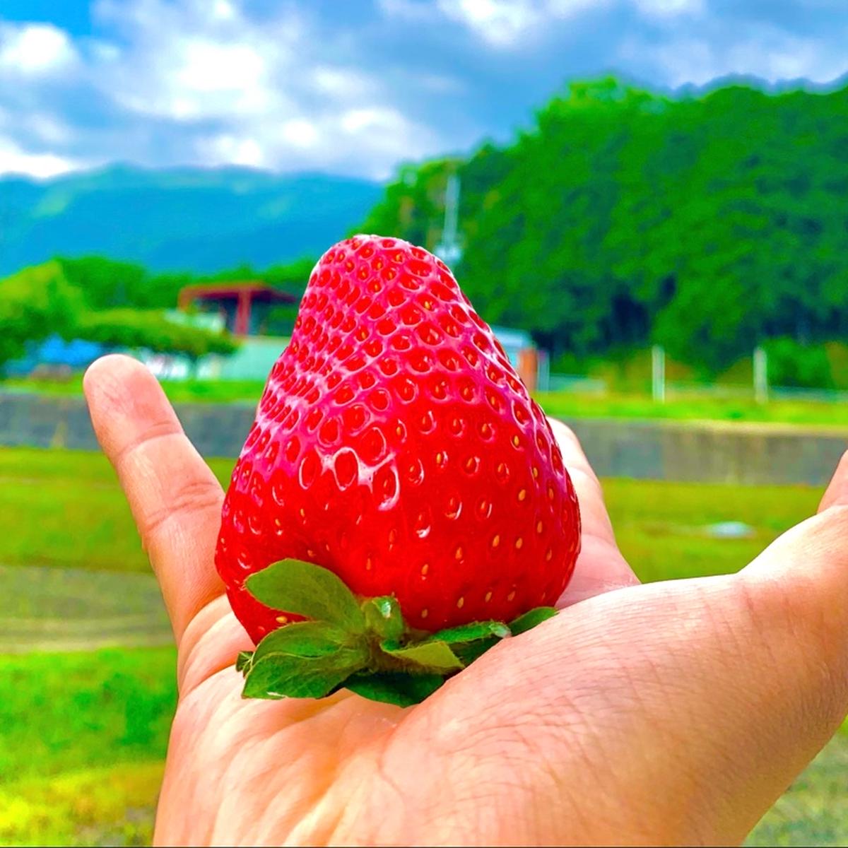 丸笑いちご園（奈良県・葛城市）｜生産者詳細｜産直アウル