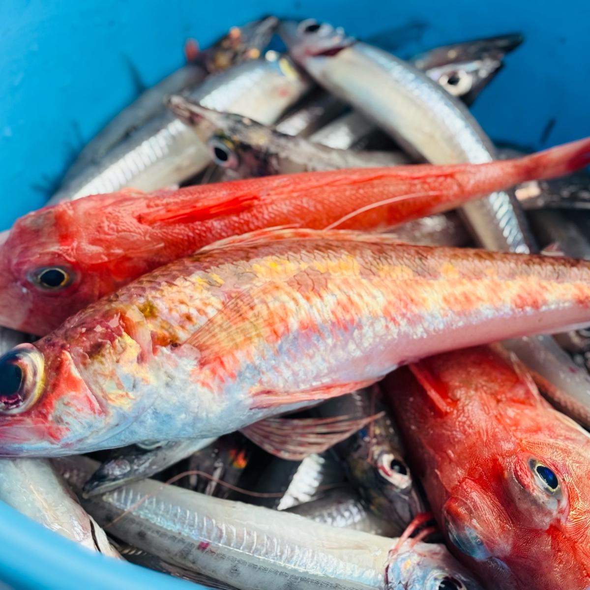 山竹商店の最新投稿「GW深海魚で楽しみませんか」｜産地直送の販売