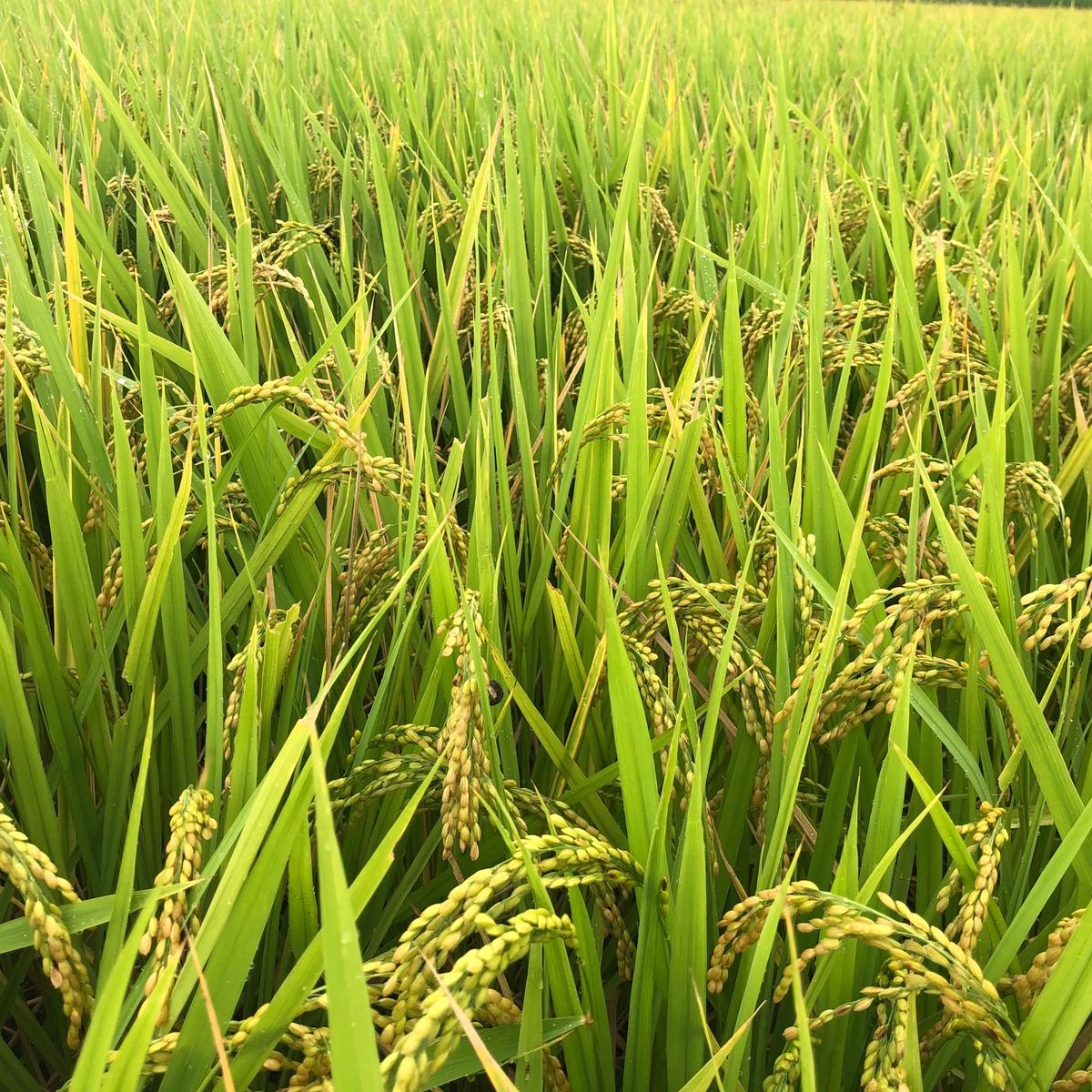 HALENO FARMさんがコミュニティ向けに「きぬむすめの成長」投稿しました | 産直アウル