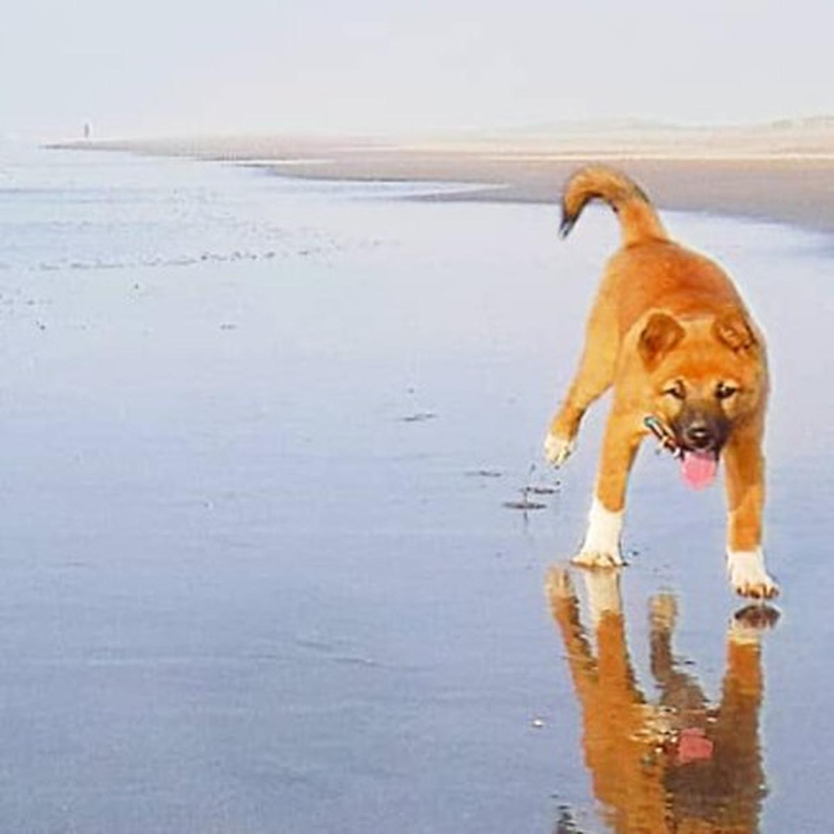 千葉犬 小田島ファーム（千葉県・横芝光町）｜生産者詳細｜産直アウル