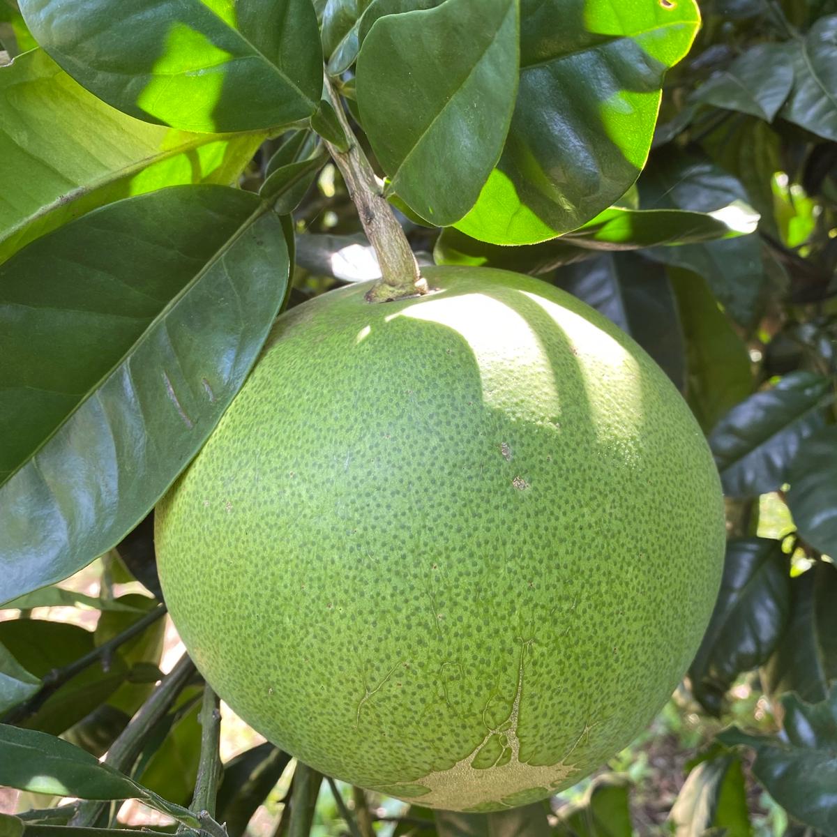 ff2e2811fcf1e23da492832a8b225a