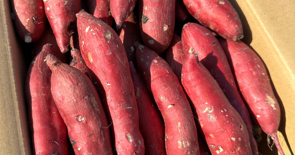ピロsmuさんが つぼ焼き芋 燈屋 の 低温熟成保管‼茨城県産紅はるかS