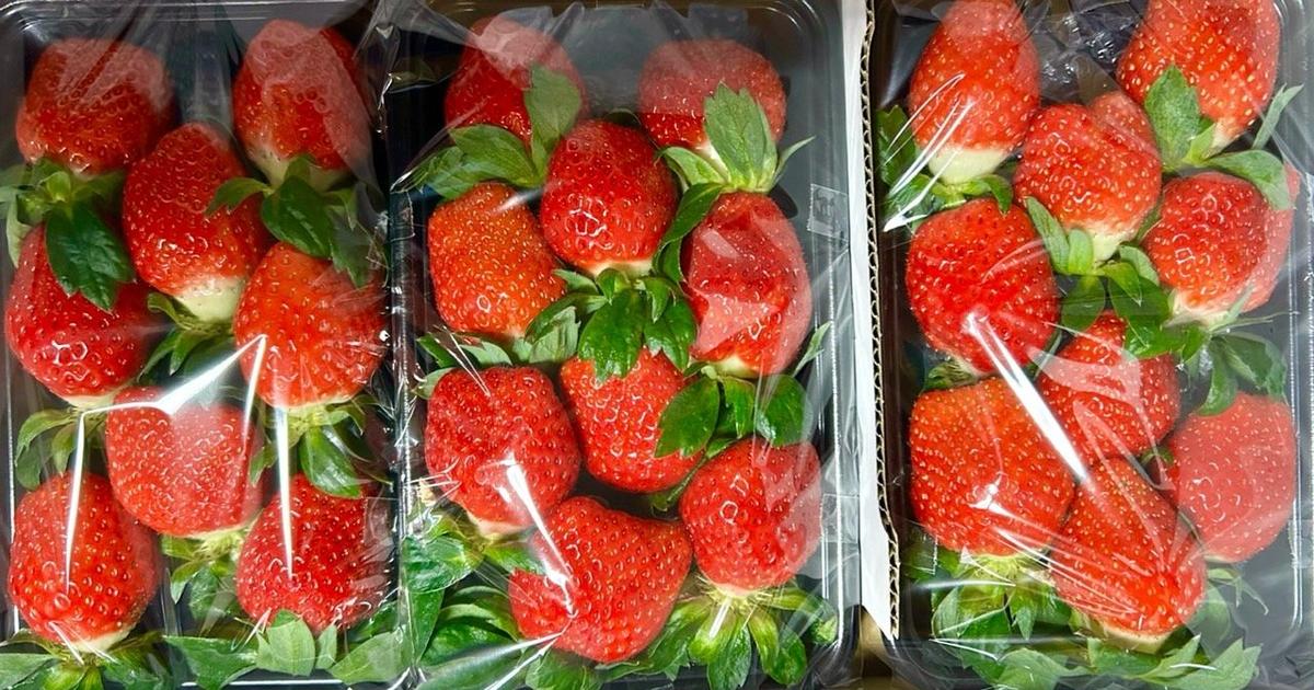 小粒 新鮮朝採りいちご 朝採り 完熟 いちご 【青森県産いちご すずあかね 180g以上×2