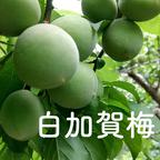 白加賀梅（青梅）6キロ／5月下旬より発送 ｜ 果物/青梅 産直アウル